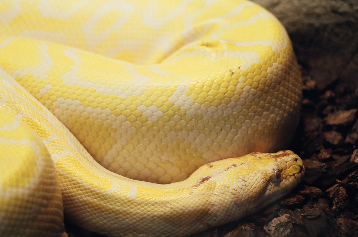 Meet The Snakeys Family