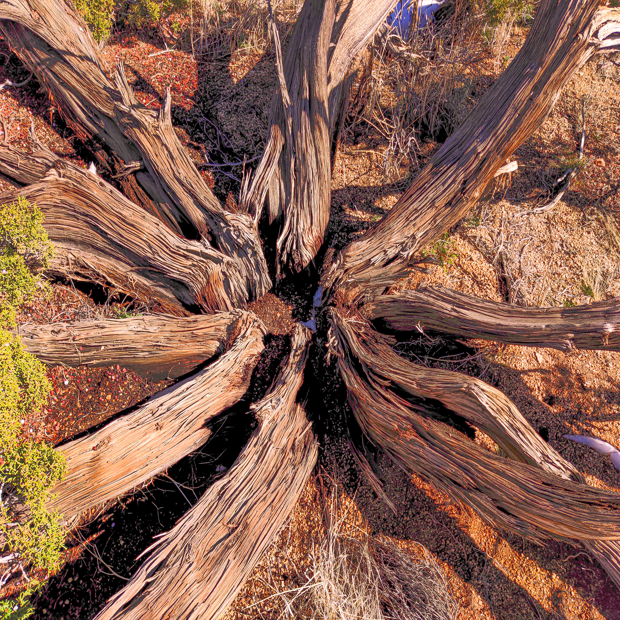 Photo of desert juniper. Resource image for patterns, seamless patterns, and prints for Desert Juniper Family of products.